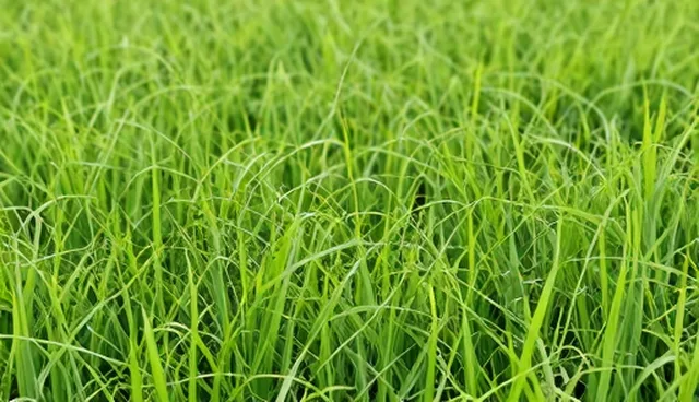新媒体内容定制选型关注点及优化建议